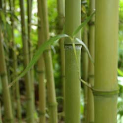 Bambu Phyllostachys Atrovaginata